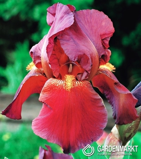 Irys Germanica - Bródkowy Red Zinger 1 szt.