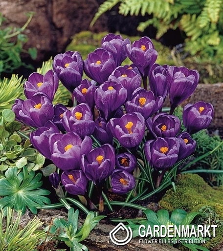 Krokus Wielkokwiatowy Flower Record XXL 10 szt.