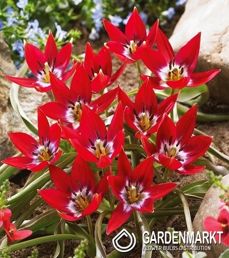 Tulipan Botaniczny Tiny Timo 5 szt.
