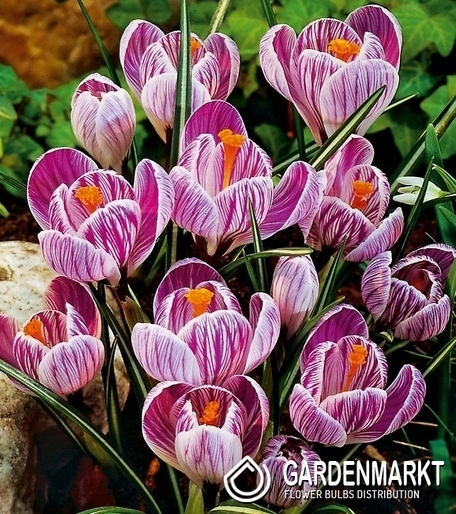 Krokus Wielkokwiatowy Pickwick XXL 10 szt.