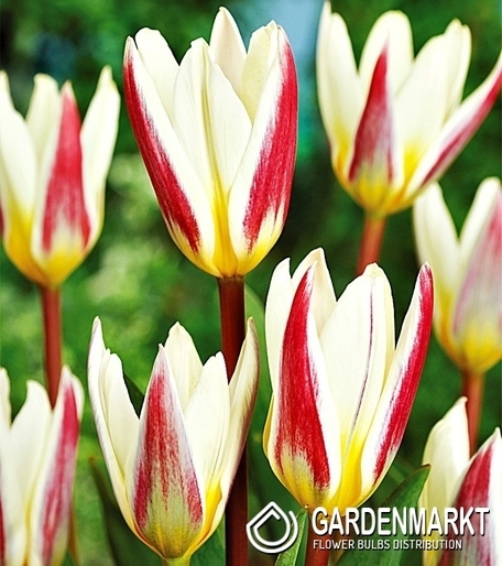 Tulipan Niski Ice Stick 5 szt.