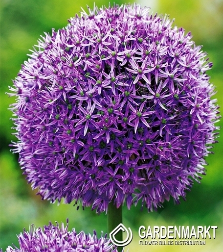 Allium - Czosnek Fioletowy Duża Kula XXL 1 szt.