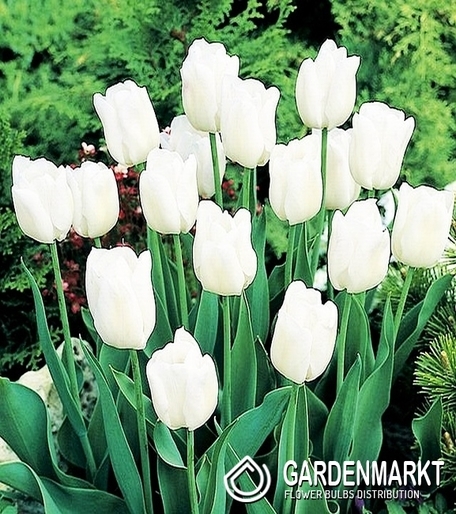 Tulipan Biały 30 szt.