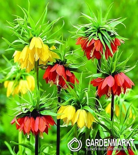 Fritllaria - Szachownica Cesarska Mix 3 szt.
