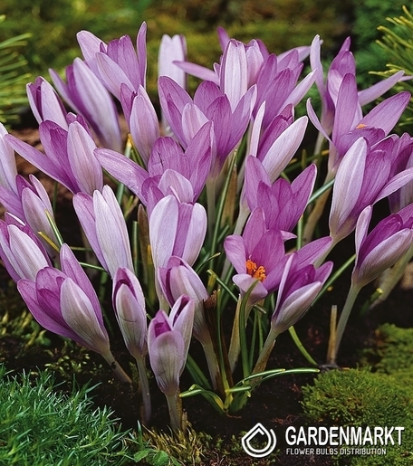 Krokus Wiosenny Roseus 10 szt.