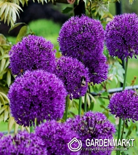 Allium - Czosnek Ozdobny Purple Rain 5 szt.