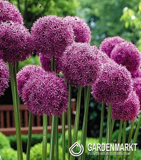 Allium - Czosnek Ozdobny Goliath 1 szt.