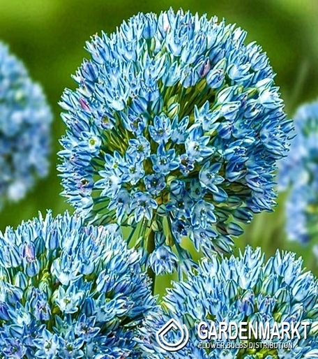 Allium - Czosnek Ozdobny Cowanii 10 szt.