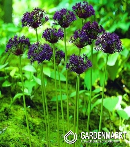 Allium - Czosnek Ozdobny Firmament1 szt.