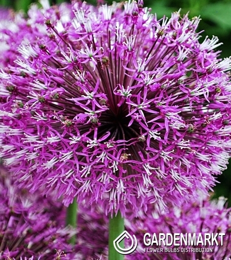Allium - Czosnek Ozdobny Early Emperor 1 szt.