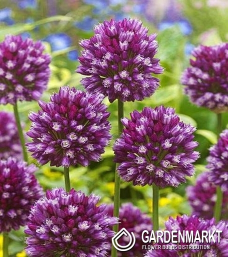 Allium - Czosnek Ozdobny Rotundum 3 szt.