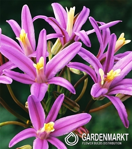 Hiacynt Kalifornijski - Brodiaea Babylon 5 szt.