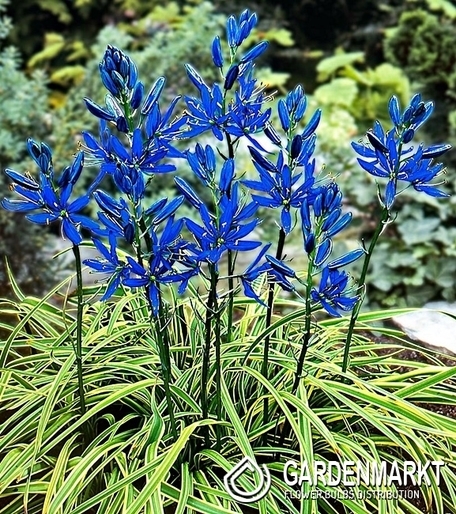 Camassia - Kamasja Blue Melody 10 szt.