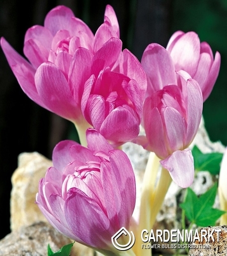 Colchicum Giant - Zimowit Bizantyjski XXL 1 szt.