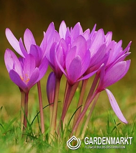 Colchicum - Zimowit Giganteum 1 szt.