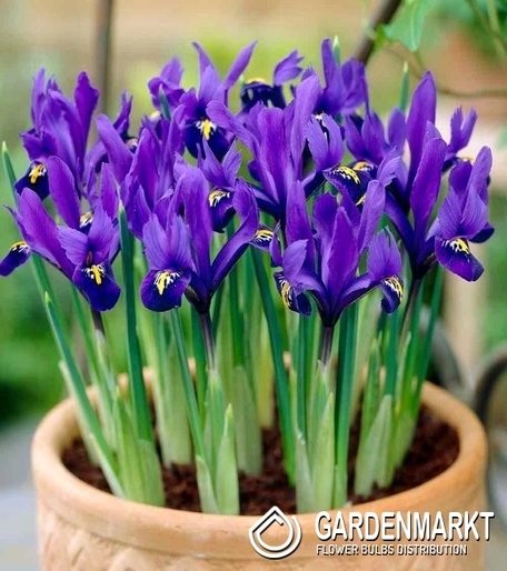 Irys Holenderski Blue Magic 10 szt.