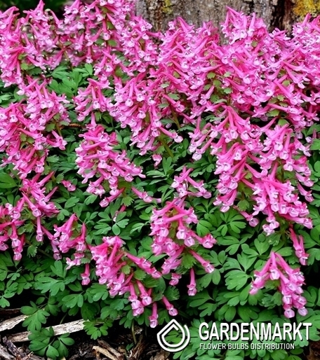 Corydalis - Kokorycz Beth Evans 5 szt.