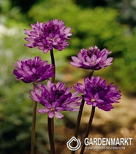 Dichelostemma Comgestum 5 szt.