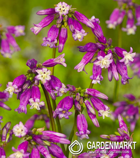 Dichelostemma Pink Diamond 5 szt.