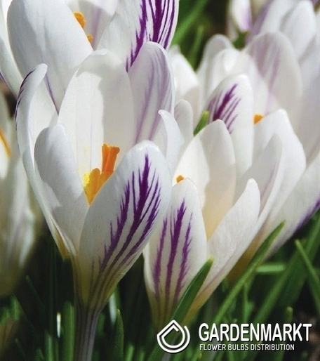 Krokus Wiosenny Picturatus 5 szt.