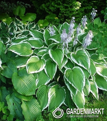 Hosta - Funkia Antioch 1 szt.