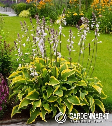 Hosta - Funkia Atlantis 1 szt.