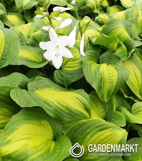Hosta - Funkia Avocado 1 szt.