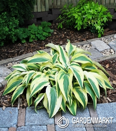 Hosta - Funkia Lakeside Dragonfly 1 szt.