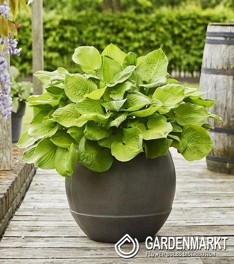 Hosta - Funkia Post It 1 szt.