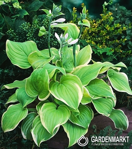 Hosta - Funkia Fragrant Bouquet 1 szt.