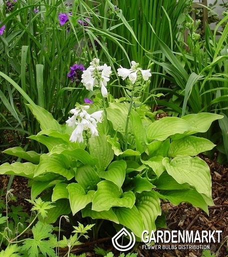 Hosta - Funkia Royal Standard 1 szt.