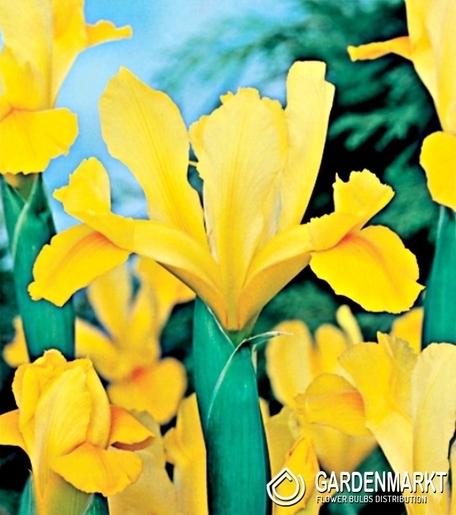 Irys Holenderski Golden Harvest 10 szt.