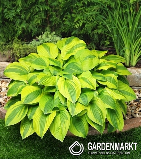 Hosta - Funkia Velvet Moon 1 szt.
