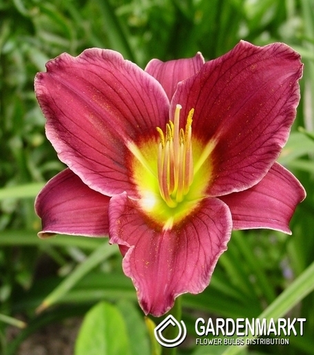 Hemerocallis - Liliowiec Little Missy 1 szt.