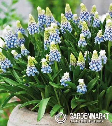 Muscari - Szafirek Aqua Magic 10 szt.