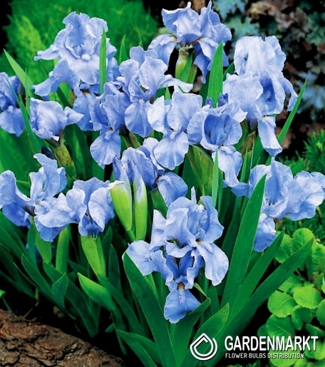 Irys Pumila - Niski Truly 1 szt.