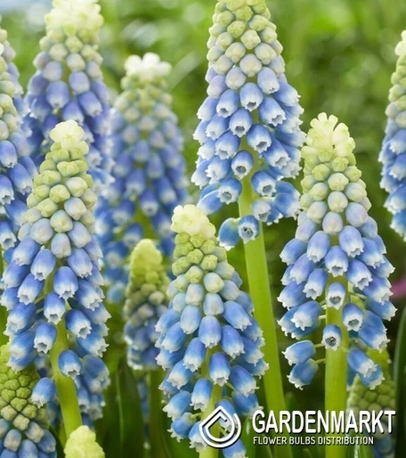 Muscari - Szafirek Julia 10 szt.