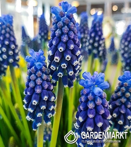 Muscari - Szafirek Night Eyes 10 szt.