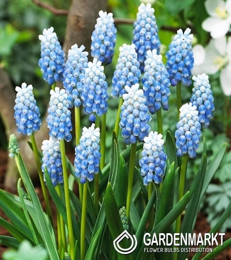 Muscari - Szafirek Peppermint 10 szt.