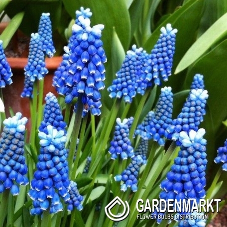 Muscari - Szafirek Blue Magic 10 szt.