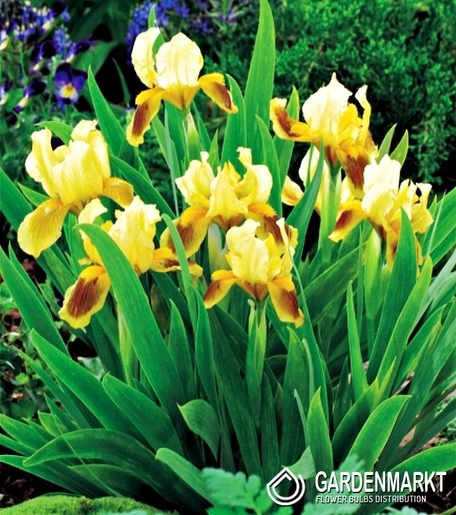 Irys Pumila - Niski Ritz 1 szt.