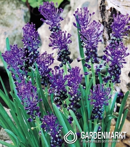 Muscari - Szafirek Comosum 10 szt.
