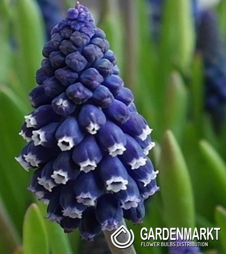 Muscari - Szafirek Joyce Spirit 10 szt.
