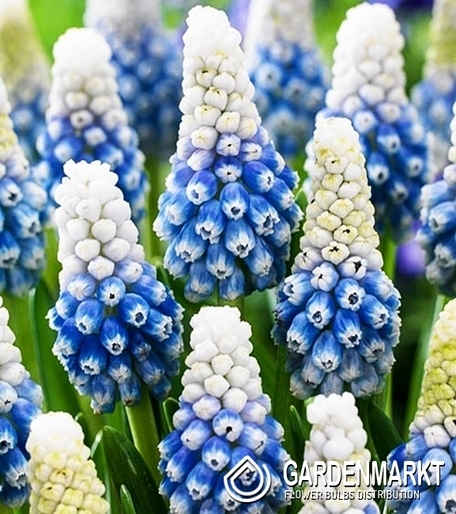 Muscari - Szafirek Mountain Lady 10 szt.