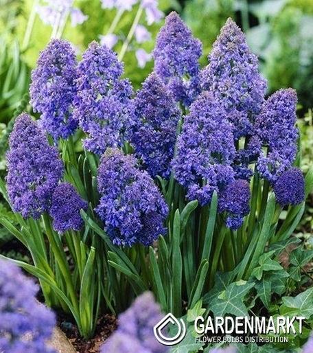 Muscari - Szafirek Fantasy Creation 10 szt.