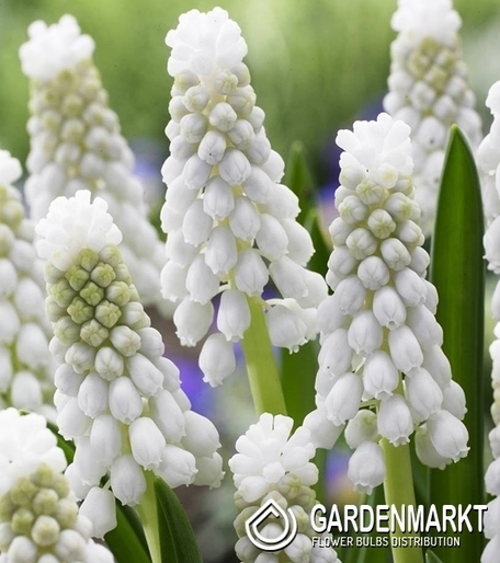 Muscari - Szafirek Siberian Tiger 10 szt.