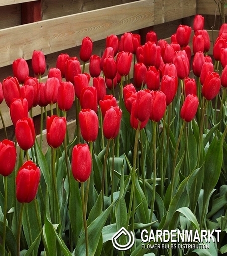 Tulipan Gigantyczny Sky High Scarlet 5 szt.