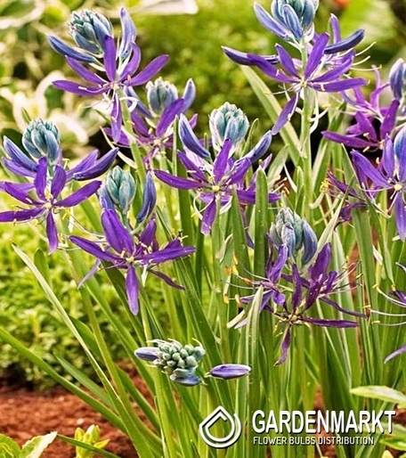Camassia - Kamasja Quamash 10 szt.
