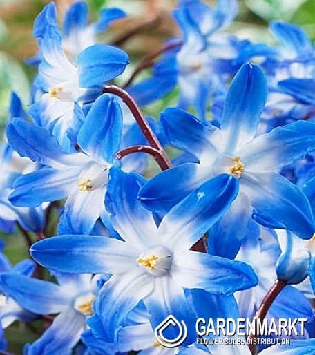 Chionodoxa Luciliae - Śnieżnik Lśniący Blue Giant 10 szt.