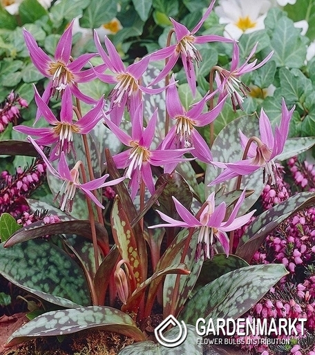 Erythronium - Psiząb Dens-Canis 1 szt.